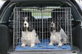 dogs in carrier