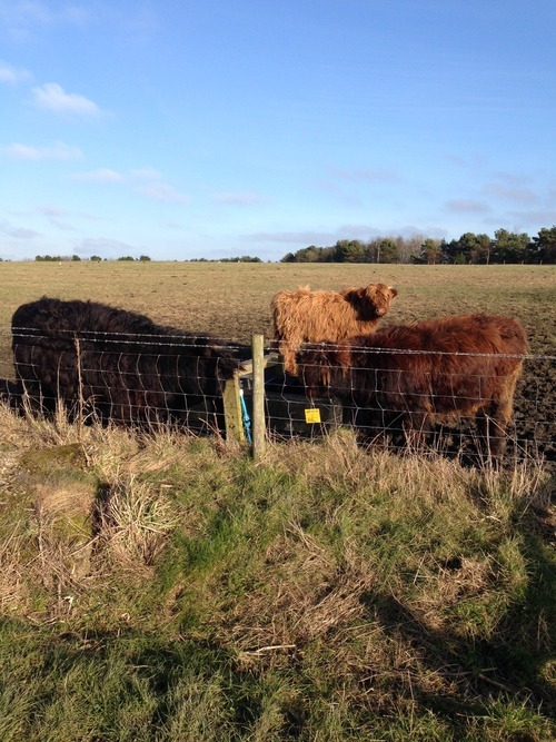 Highland Cows in a field next to Hollie's training run when she stepped outside her comfort zone
