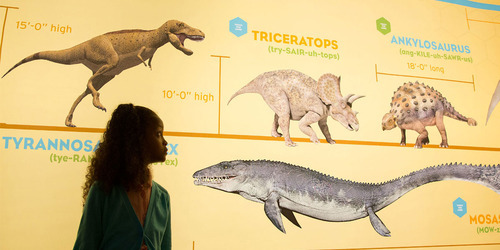 Mosasaurus size