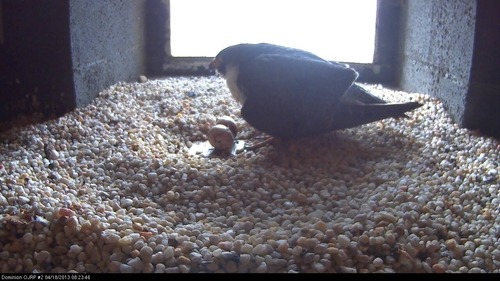 Peregrine falcon and two eggs in a nest box
