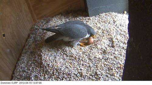 An image of an adult peregrine falcon with the eggs in the nesting box
