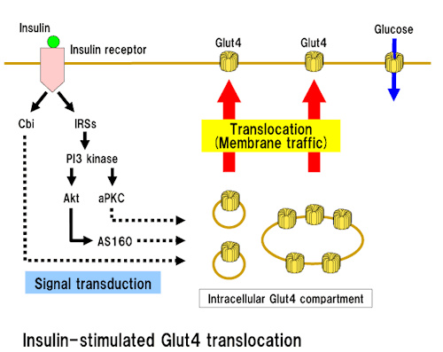 Insulin und Glut4