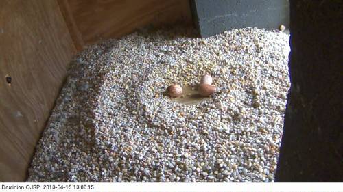An image of three peregrine falcon eggs in a nesting box