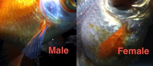 japon balığı cinsiyeti nasıl anlaşılır