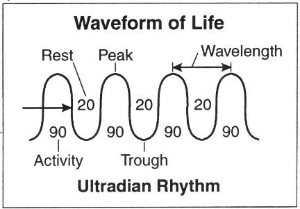 ultradian rhythm that dictates your work rhythm