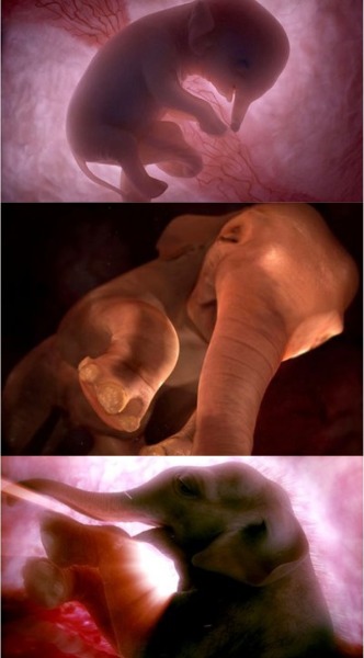 animals in the womb