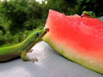 Watermelon nad lizards