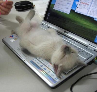Cat on PC