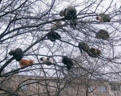 Cats Tree