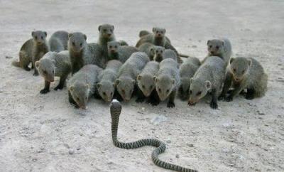 Cobra vs Mangoose