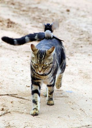 cat vs bird