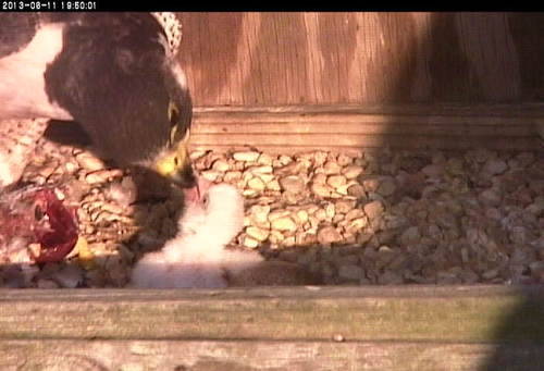 An image of a dried and fluffy white peregrine falcon chick being fed by their parent