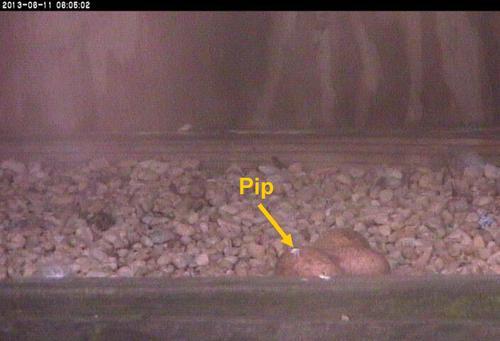 An image of three eggs in a nest box, one is beginning to hatch