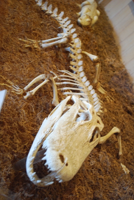 Alligator Bones