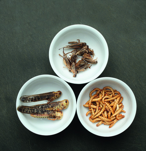 eat insects healthy