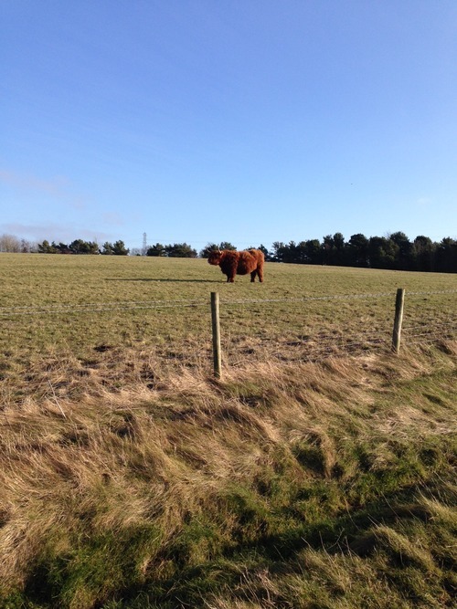 A Highland Cow watches Hollie from a field next to her training run when she stepped outside her comfort zone