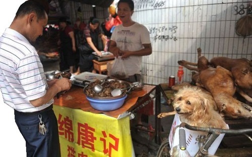 chinese dog food