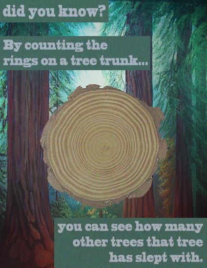 What Tree Rings Mean
