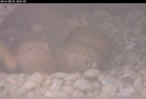 An image of three unhatched peregrine falcon eggs