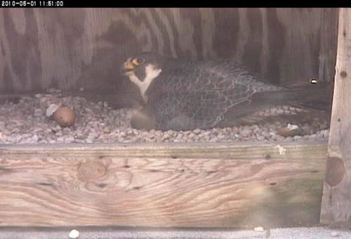 An image of a peregrine falcon sitting on two babies with an empty egg shell separated from the family