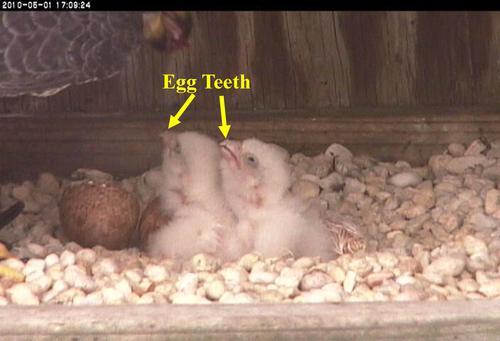 An image highlighting the small discolored section of the peregrine chick's egg tooth