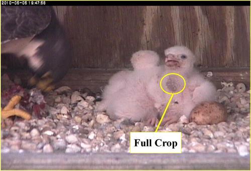 An image of two peregrine falcon chicks with full crops causing a slight bulge around their necks