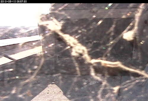 An image of a spider web covering the DWR falcon camera