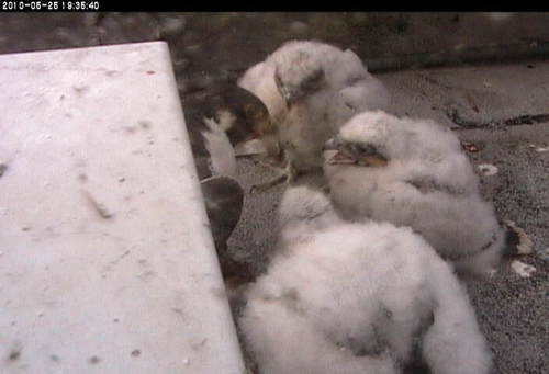 An image of the three young falcons; they have become mobile and started to wander around the nest