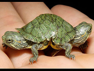 Getting nowhere fast - the two-headed
turtle