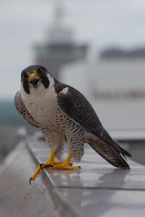 An image of a protective parent peregrine falcon