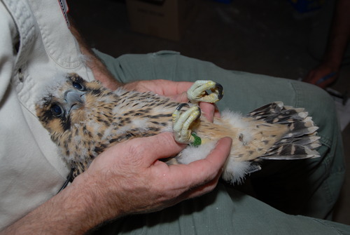 An image of a peregrine falcon chick waiting for his axillary band