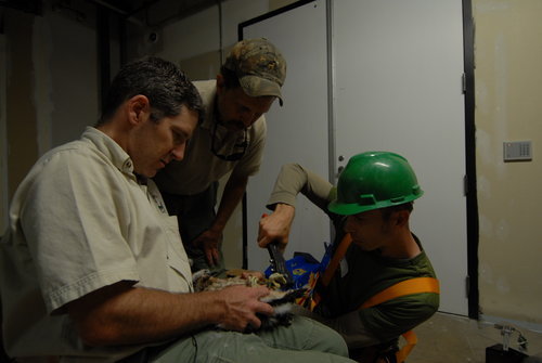An image of a biologist securing leg bands onto a peregrine falcon