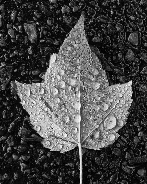 Black And White Rain Photography. Black and white photograph