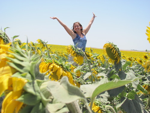 sunflower fields!