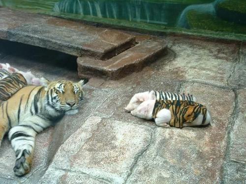 Tiger raises baby pigs