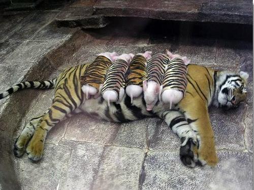 Tigers and Pigs