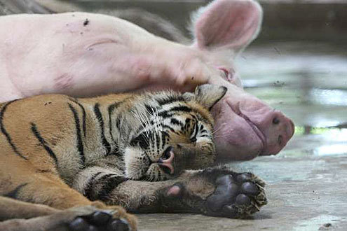 Cute pigs and tiger photographs