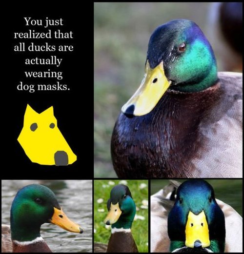 Duck Eyelids