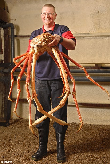 also 12ft tall crabs i dont
