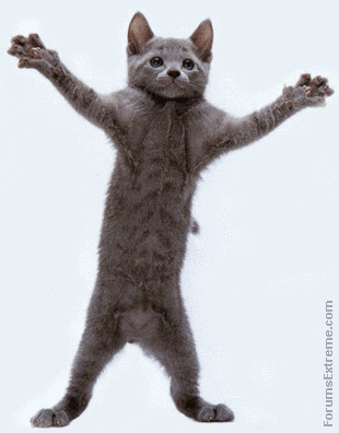 fat man dancing gif. but here#39;s a dancing cat”