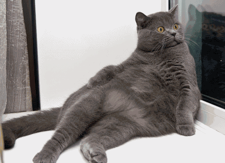 Funny Animated Cat Gifs