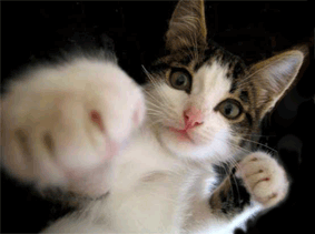 funny animated cat gif