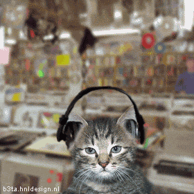kucing musik