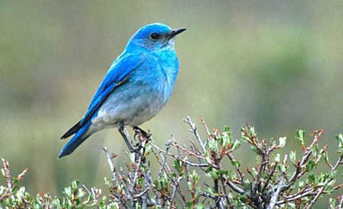 Blue Bird Bird