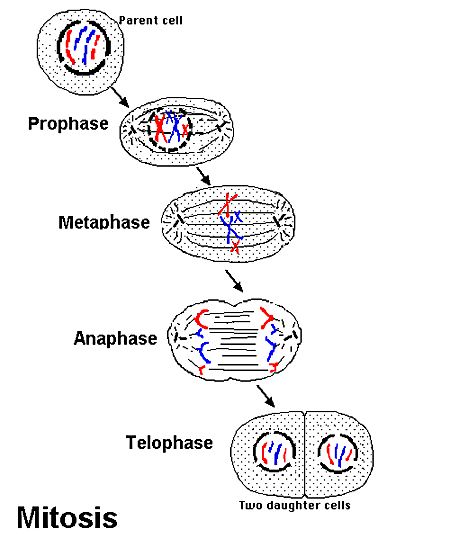 What is Mitosis? It is eukaryotic nuclear division.