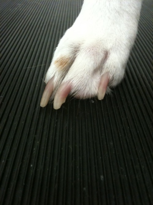 On a dog with clear nails, it's easy to actually see the quick it's the pink