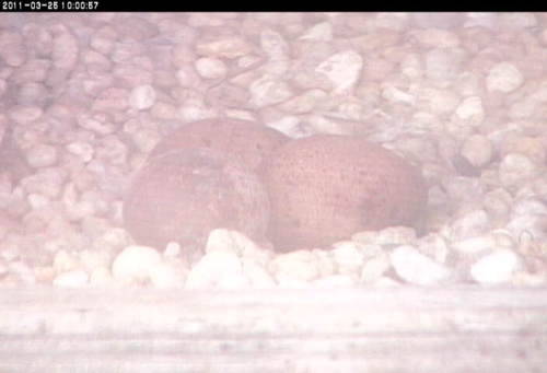 Three eggs in a peregrine falcon nest box