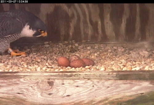 Four eggs and one adult in a peregrine falcon nest box