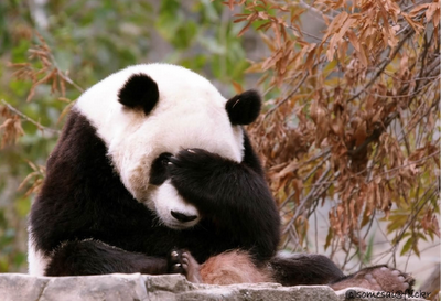 Panda essayant de faire des pointeurs sur fonction membre