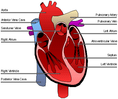 circulatory system functions. Circulatory System. Function: